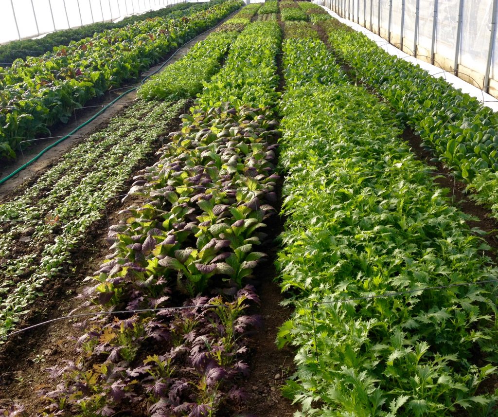 FMP local fresh greens